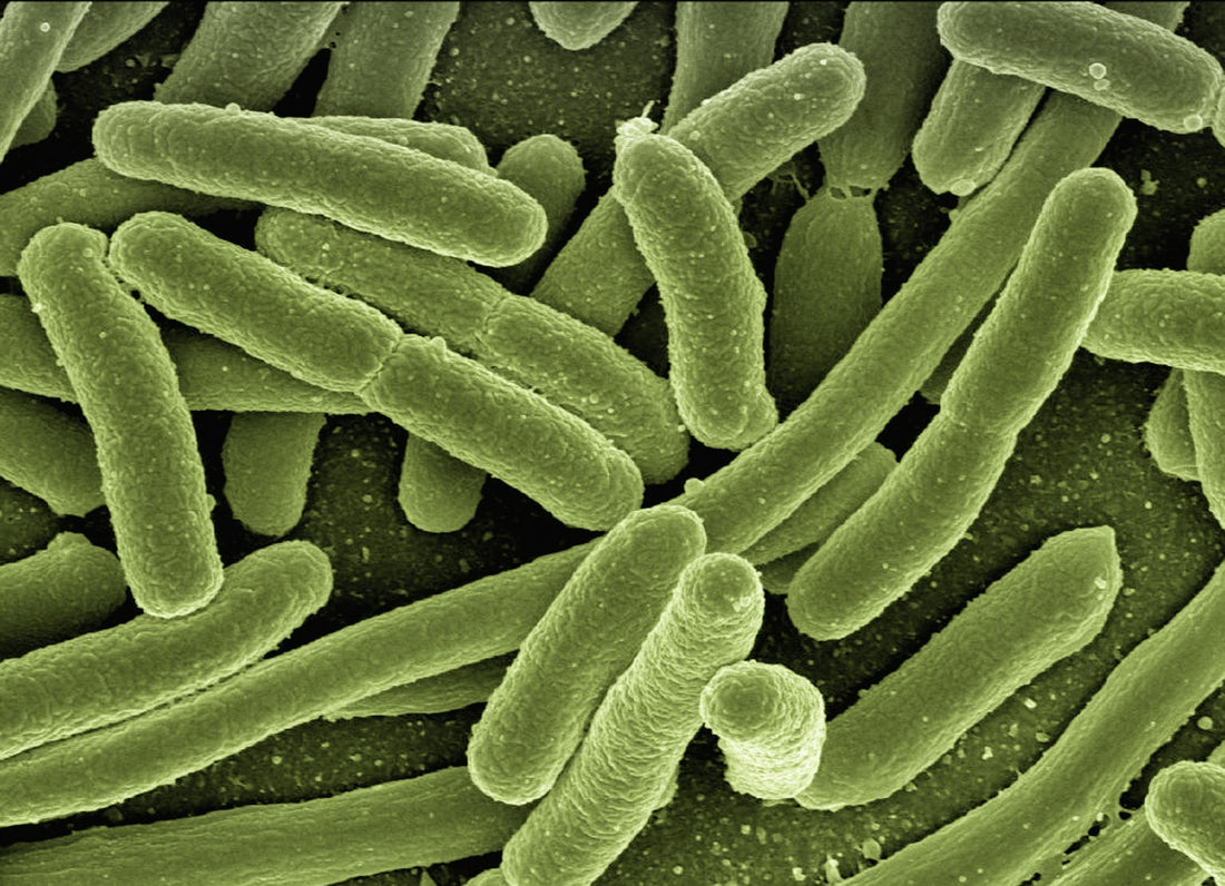 Coliform Bacteria in Well Water