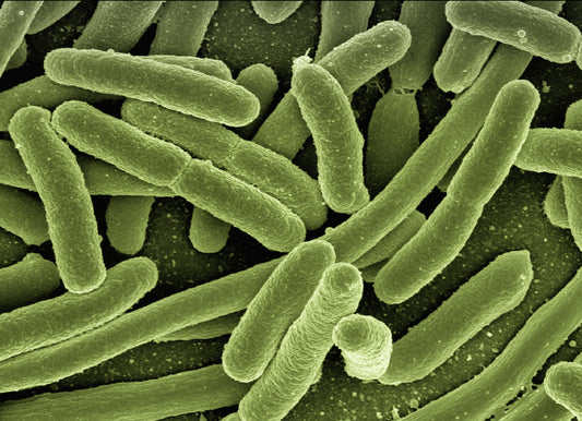 Coliform Bacteria in Well Water