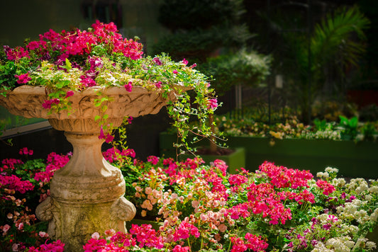 Can I Water My Plants With Soft Water?