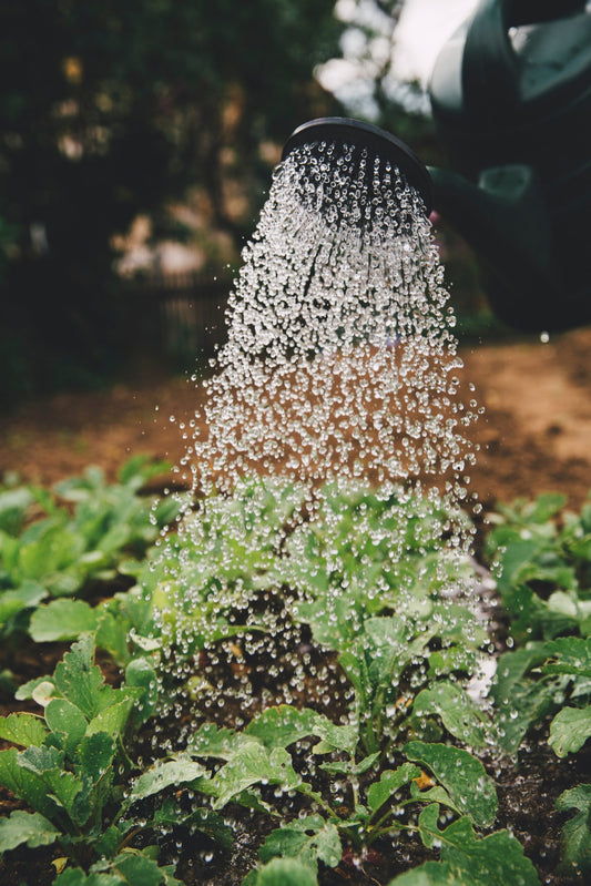 A Guide to Water Conservation – Saving Water and Earth